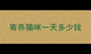 寄养猫咪一天多少钱
