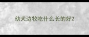 幼犬边牧吃什么长的好