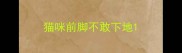 猫咪前脚不敢下地