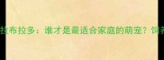 比熊犬vs拉布拉多谁才是最适合家庭的萌宠饲养对比全