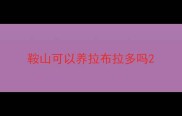 鞍山可以养拉布拉多吗