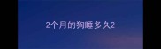 2个月的狗睡多久