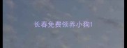 长春免费领养小狗