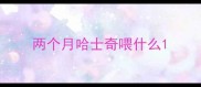 两个月哈士奇喂什么