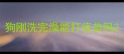 狗刚洗完澡能打疫苗吗