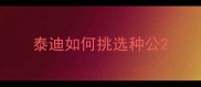 泰迪如何挑选种公