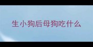 生小狗后母狗吃什么