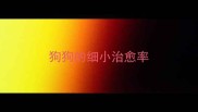 狗狗的细小治愈率