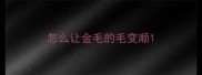 怎么让金毛的毛变顺