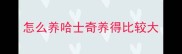 怎么养哈士奇养得比较大