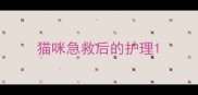 猫咪急救后的护理