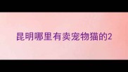 昆明哪里有卖宠物猫的