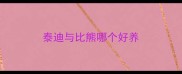 泰迪与比熊哪个好养