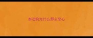 泰迪狗为什么那么恶心