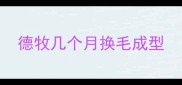 德牧几个月换毛成型