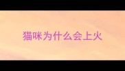 猫咪为什么会上火