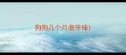 狗狗几个月磨牙棒