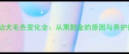 金毛幼犬毛色变化全从黑到金的原因与养护指南