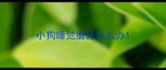 小狗睡觉磨牙怎么办