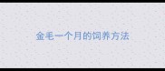 金毛一个月的饲养方法