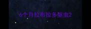 6个月拉布拉多驱虫