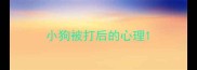 小狗被打后的心理