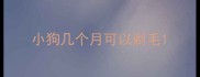 小狗几个月可以剃毛