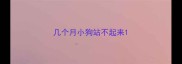 几个月小狗站不起来