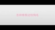 怎样修剪边牧狗毛
