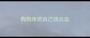 狗狗痒把自己挠出血