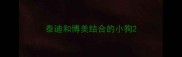 泰迪和博美结合的小狗