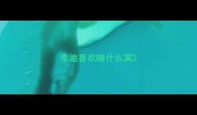 泰迪喜欢睡什么窝