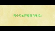 两个月的萨摩耶有眼泪
