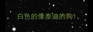 白色的像泰迪的狗