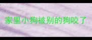 家里小狗被别的狗咬了