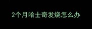 2个月哈士奇发烧怎么办