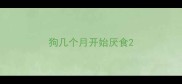 狗几个月开始厌食