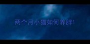 两个月小猫如何养胖