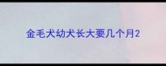 金毛犬幼犬长大要几个月