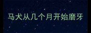 马犬从几个月开始磨牙
