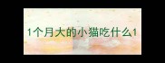 1个月大的小猫吃什么