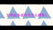 拉布拉多成年犬怎么喂养