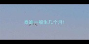 泰迪一般生几个月
