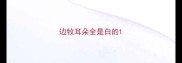边牧耳朵全是白的