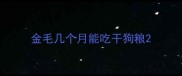 金毛几个月能吃干狗粮