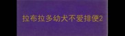 拉布拉多幼犬不爱排便