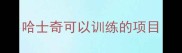 哈士奇可以训练的项目