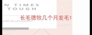 长毛德牧几个月发毛