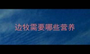 边牧需要哪些营养