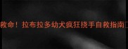 救命拉布拉多幼犬疯狂挠手自救指南